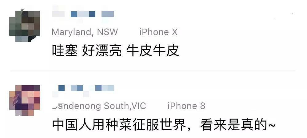疫情影响澳洲人，开始学华人种菜了！华人看完表示：我们的技术太小儿科了（视频/组图） - 30