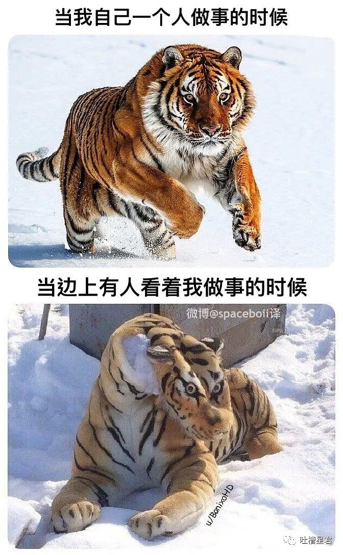 【爆笑】“猛男P图有多骚？这腰女生看了都比不过...”哈哈哈哈万万没想到（视频/组图） - 27