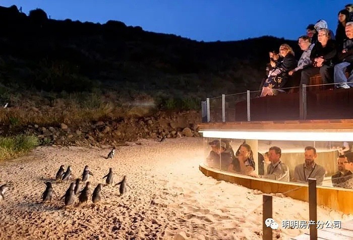 墨尔本企鹅归巢将于周二开始直播，在家即可享受VIP门票级的体验 - 3