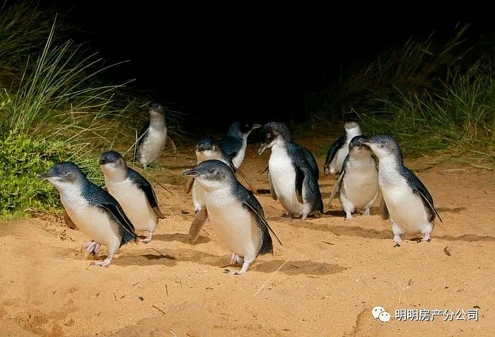 墨尔本企鹅归巢将于周二开始直播，在家即可享受VIP门票级的体验 - 2