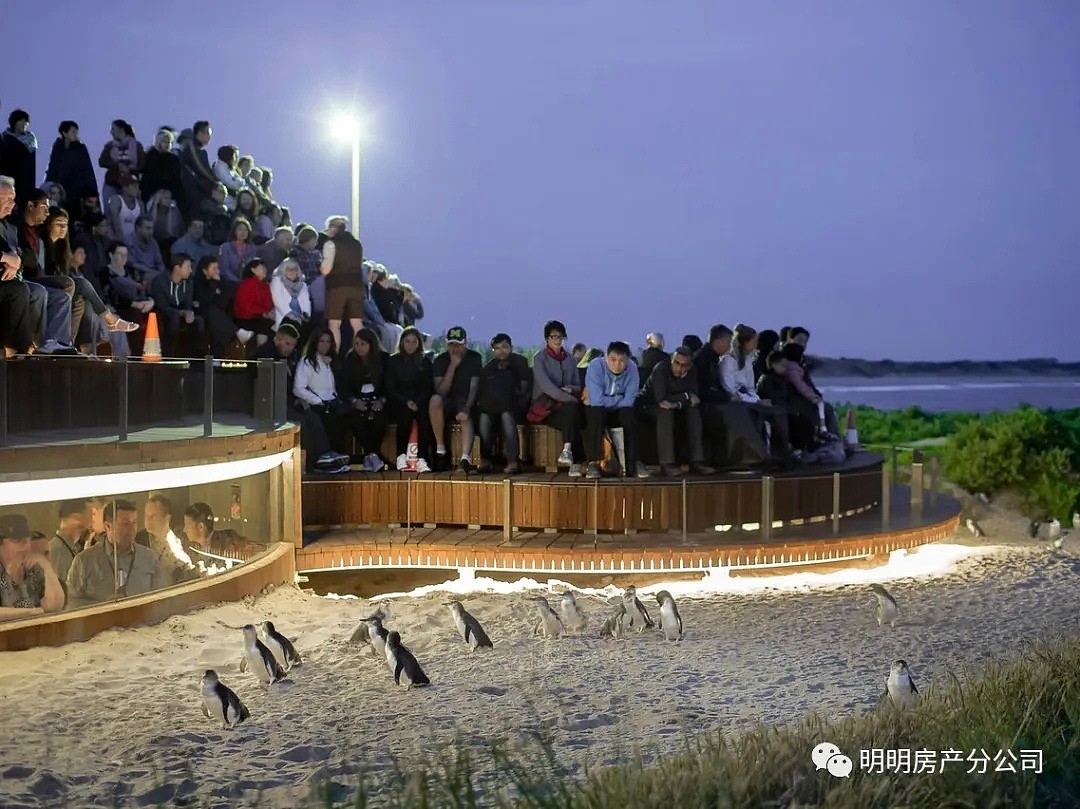 墨尔本企鹅归巢将于周二开始直播，在家即可享受VIP门票级的体验 - 4