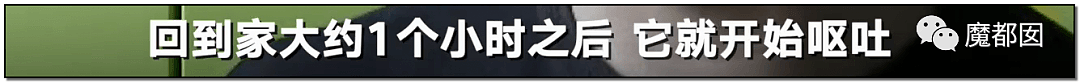 深圳小区疯狂毒死10只狗！有人嚎啕大哭，有人却拍手叫好？（组图） - 7