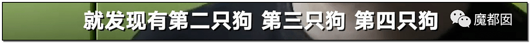 深圳小区疯狂毒死10只狗！有人嚎啕大哭，有人却拍手叫好？（组图） - 13