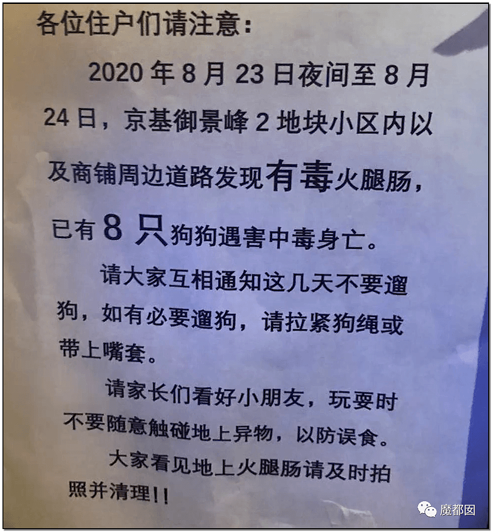 深圳小区疯狂毒死10只狗！有人嚎啕大哭，有人却拍手叫好？（组图） - 30