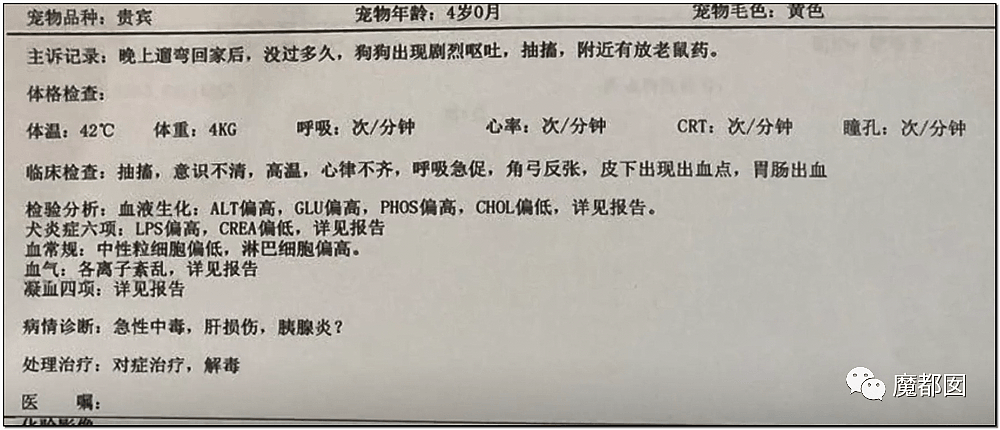 深圳小区疯狂毒死10只狗！有人嚎啕大哭，有人却拍手叫好？（组图） - 43