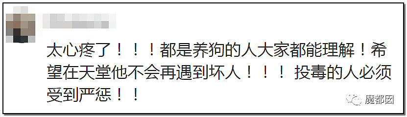 深圳小区疯狂毒死10只狗！有人嚎啕大哭，有人却拍手叫好？（组图） - 48