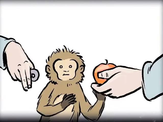 耶鲁大学实验：让一些猴子富起来， 结果猴子嫖娼了（组图） - 3