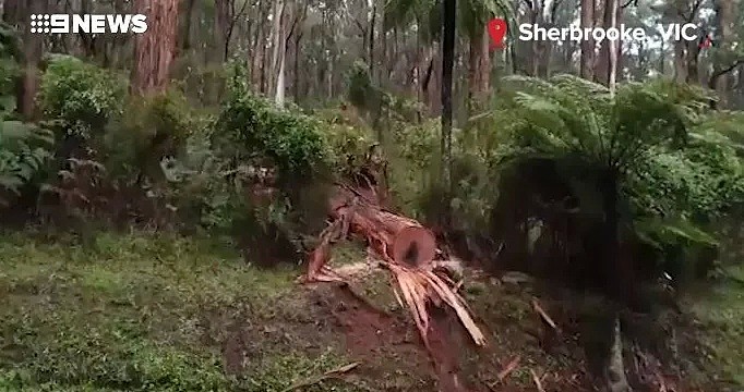 他每天都和爸爸散步，但昨天，澳洲这个4岁男孩，却再也没能回家（组图） - 16