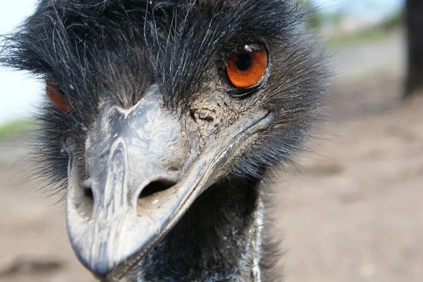 因为emu这个词的发音，美国人把澳洲人气炸了 - 15