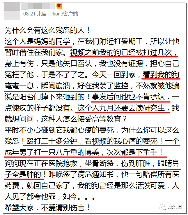 全网愤怒！美艳博士后激情点评虐狗案：不该以区区狗命毁掉那位研究生前途（视频/组图） - 1