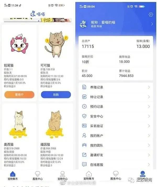 6000多人网上“养猫”被骗几亿！本金都被卷走了（视频/组图） - 2