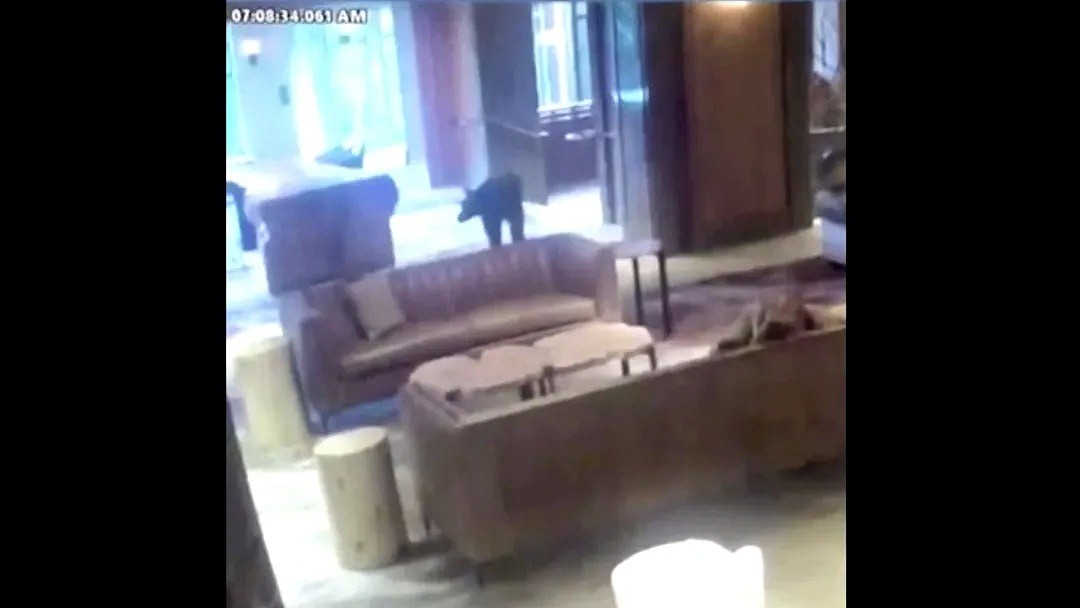 吓傻！黑熊闯进酒店大堂，悠闲度步四处游荡，大温女子撒腿狂奔（视频/组图） - 2