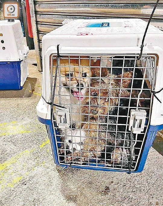 香港「灰色运输」曝光，数十只宠物被“海葬”！留学生带猫狗回国，谨慎无良中介 - 1