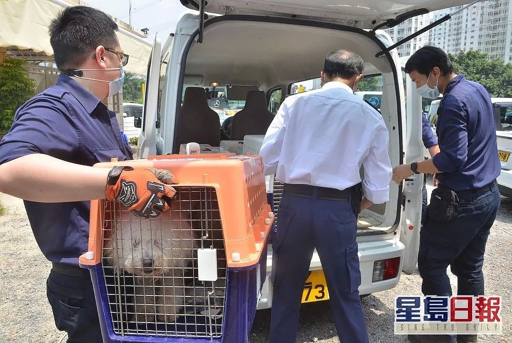 香港「灰色运输」曝光，数十只宠物被“海葬”！留学生带猫狗回国，谨慎无良中介 - 5