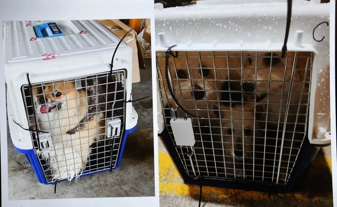香港「灰色运输」曝光，数十只宠物被“海葬”！留学生带猫狗回国，谨慎无良中介 - 3