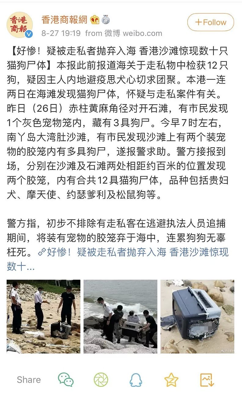 香港「灰色运输」曝光，数十只宠物被“海葬”！留学生带猫狗回国，谨慎无良中介 - 4