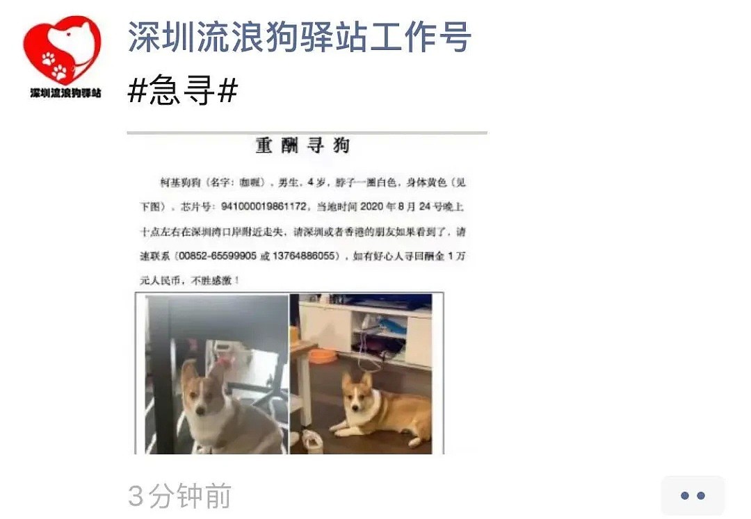香港「灰色运输」曝光，数十只宠物被“海葬”！留学生带猫狗回国，谨慎无良中介 - 11