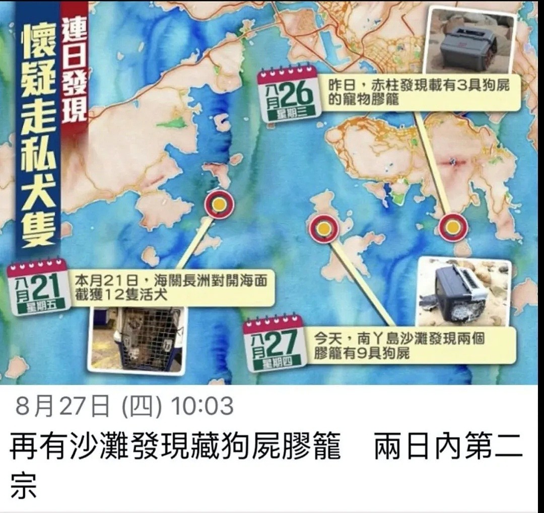 香港「灰色运输」曝光，数十只宠物被“海葬”！留学生带猫狗回国，谨慎无良中介 - 13