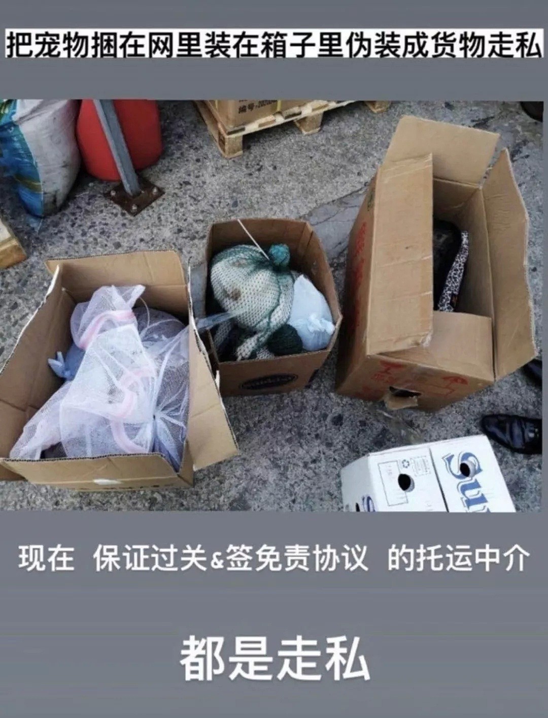 香港「灰色运输」曝光，数十只宠物被“海葬”！留学生带猫狗回国，谨慎无良中介 - 30