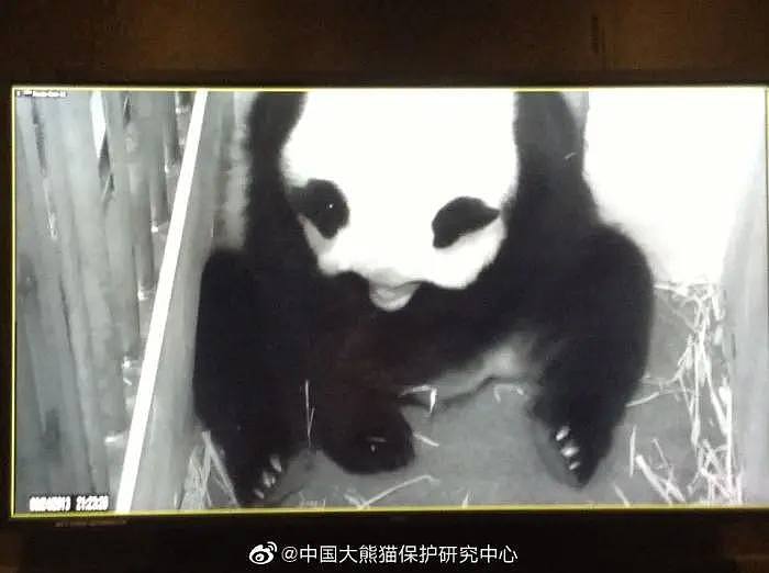 华盛顿动物园虐待产后大熊猫？回应来了（组图） - 3