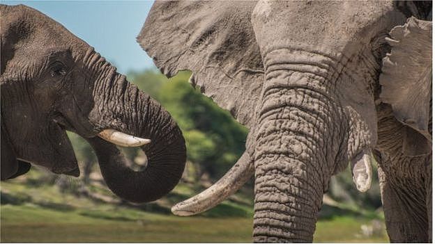 在the Makgadikgadi Pans国家公园，一头年轻雄象和一头年长公象在一起。