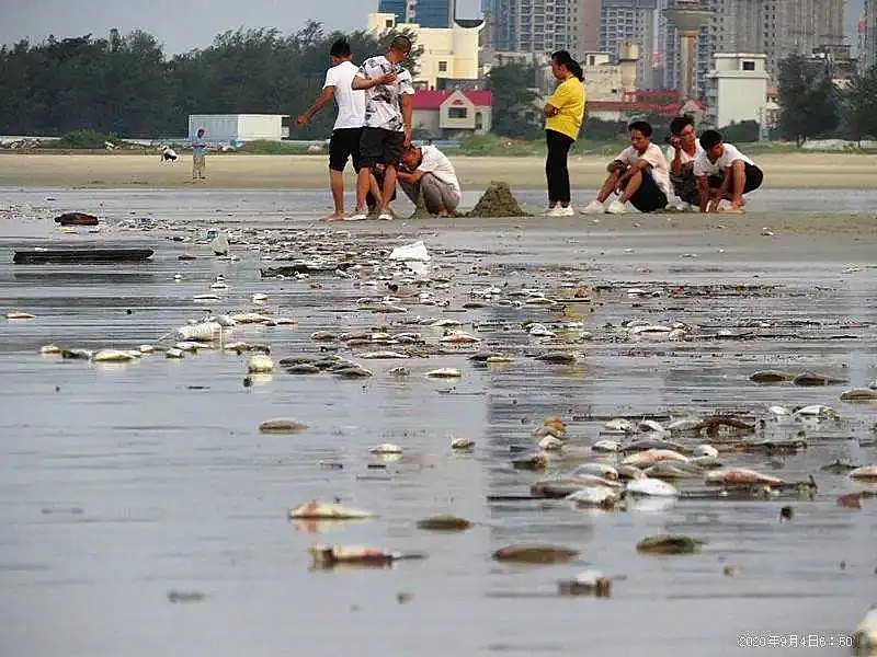 诡异！国内知名景区突现大量死鱼，场面惊心…（组图） - 3