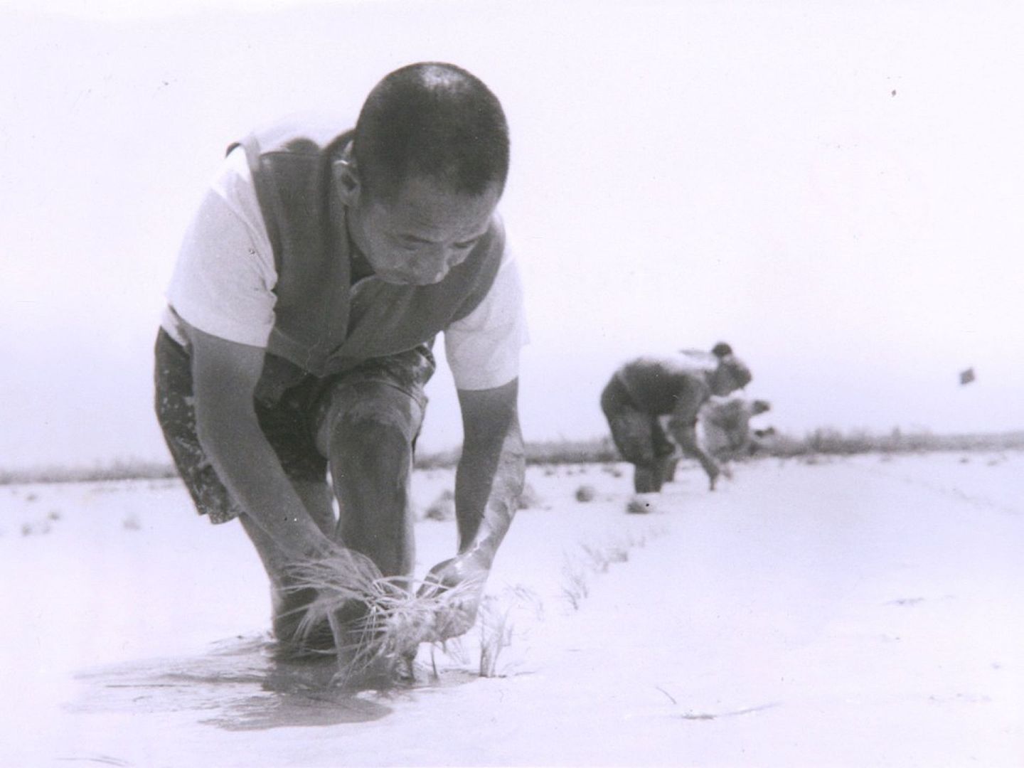 文革期间，胡耀邦所属的共青团遭到毛泽东批判，因此他也遭到下放劳改，图为在稻田插秧的胡耀邦。（VCG）