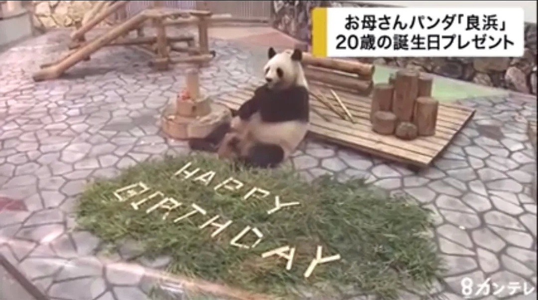 这个日本妹子为了中国“国宝”奉献了30年青春！还成为熊猫基地唯一的外国人…（组图） - 3
