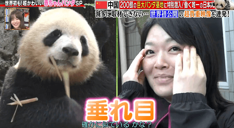 这个日本妹子为了中国“国宝”奉献了30年青春！还成为熊猫基地唯一的外国人…（组图） - 8
