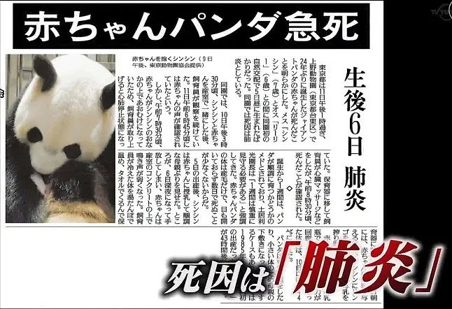 这个日本妹子为了中国“国宝”奉献了30年青春！还成为熊猫基地唯一的外国人…（组图） - 21