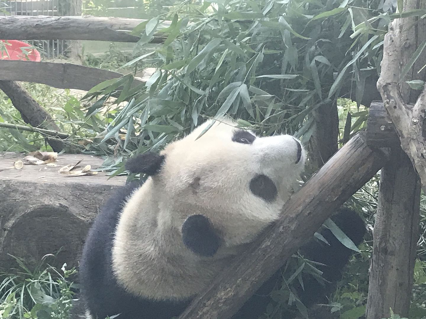 北京动物园网红大熊猫“突然头秃”，园方：不清楚为啥（图） - 1