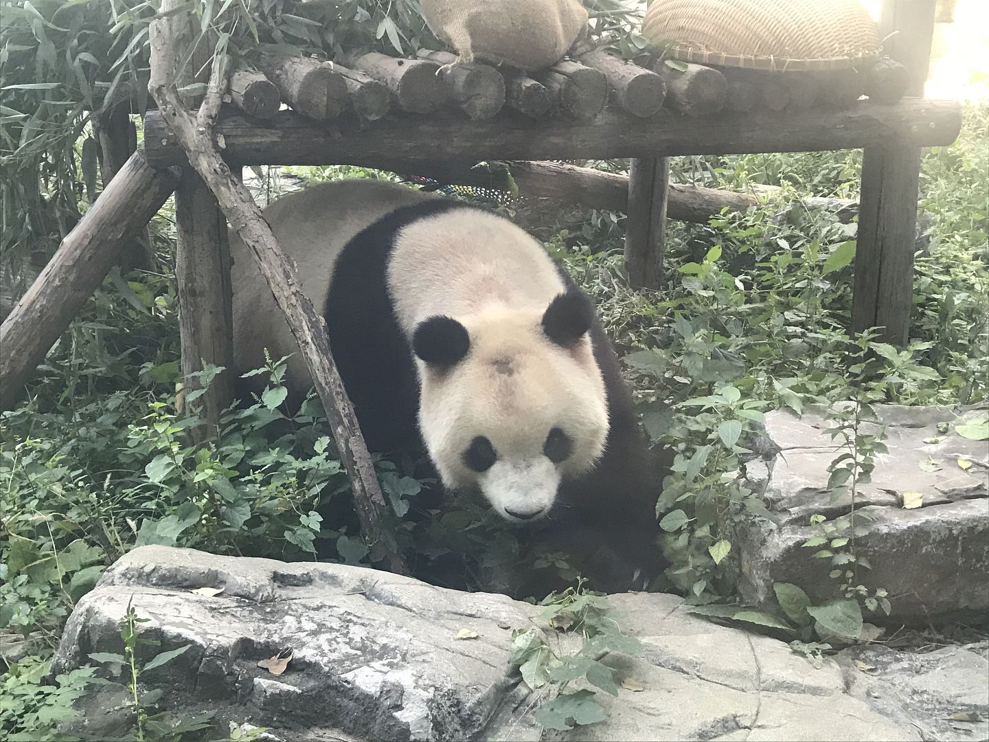 北京动物园网红大熊猫“突然头秃”，园方：不清楚为啥（图） - 2