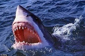 堪培拉男子遭鲨鱼袭击，左腿被咬断，魂断黄金海岸... - 5