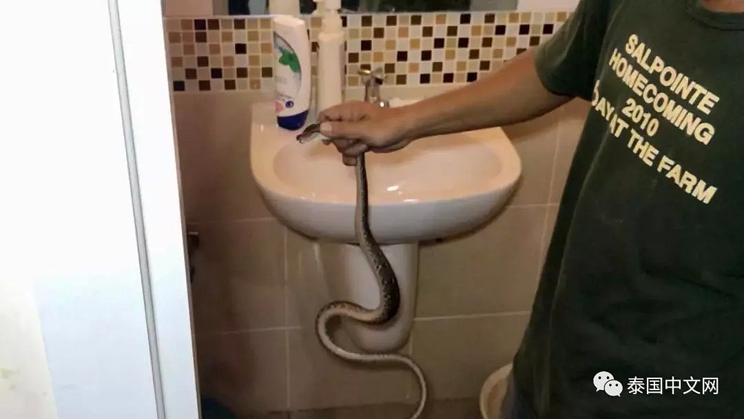 惨剧！男生上厕所遭遇惊魂一幕，马桶里突然冒出一条蛇咬住他的“命根”（组图） - 3