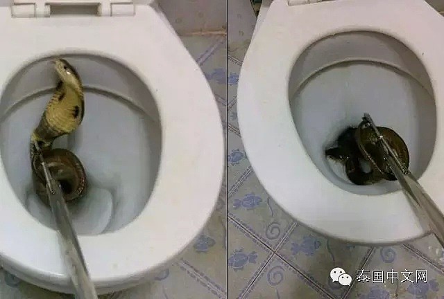惨剧！男生上厕所遭遇惊魂一幕，马桶里突然冒出一条蛇咬住他的“命根”（组图） - 7