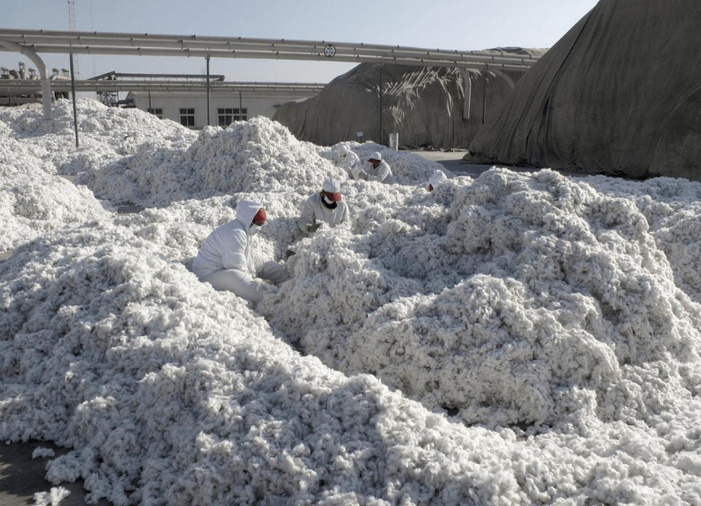 2019年新疆棉花产量达达500.2万吨，占中国全国总产量84.9%。 （路透社）