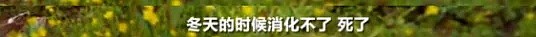 遍地避孕套、卫生巾的西藏，背后真相令人感到恶心（组图） - 6