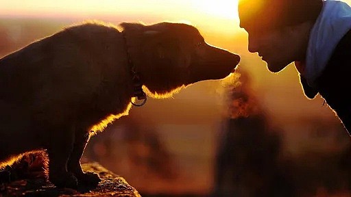 【宠物】悉尼一男子舍命救爱犬后，不幸离世！然而网友却觉得这一切不值得… - 7
