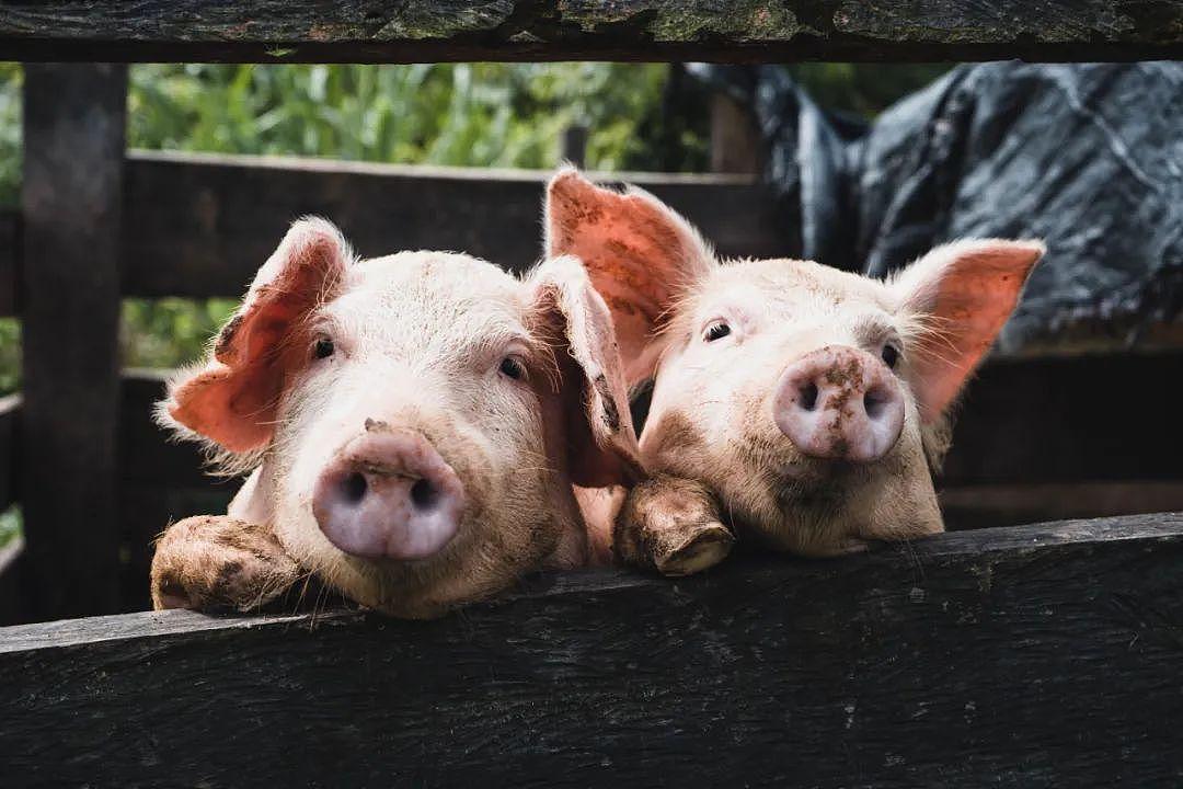 中国公布转基因“超级猪”，更不易染病，何时能上餐桌？