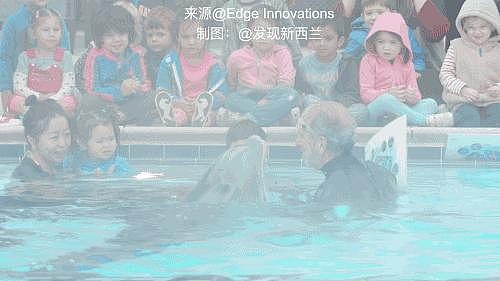 新西兰公司造了一条“假海豚”，1.8 亿卖给中国！（组图） - 3