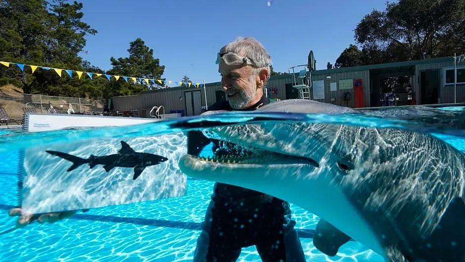 新西兰公司造了一条“假海豚”，1.8 亿卖给中国！（组图） - 14