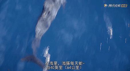 新西兰公司造了一条“假海豚”，1.8 亿卖给中国！（组图） - 16