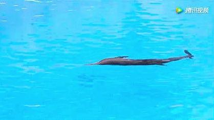 新西兰公司造了一条“假海豚”，1.8 亿卖给中国！（组图） - 18