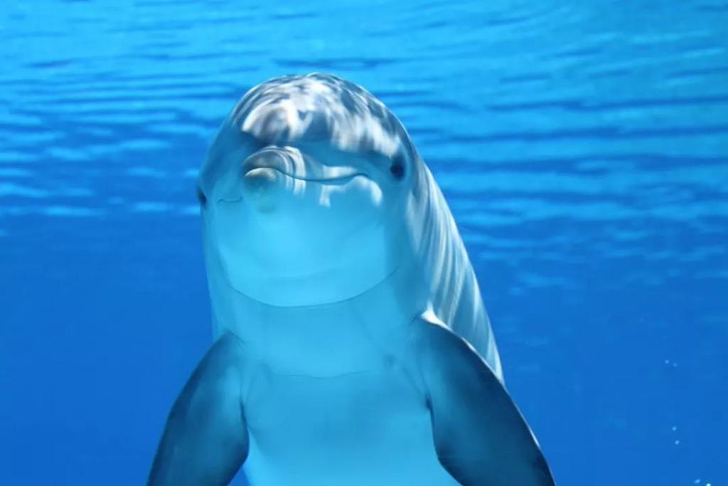 新西兰公司造了一条“假海豚”，1.8 亿卖给中国！（组图） - 20