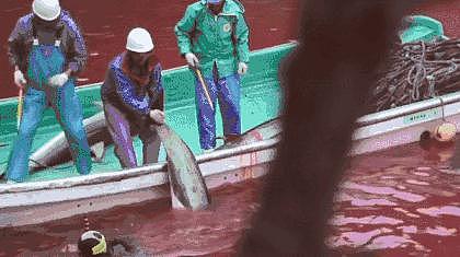新西兰公司造了一条“假海豚”，1.8 亿卖给中国！（组图） - 22