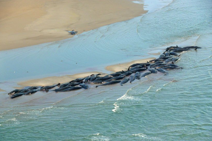 澳洲海岸惊现“末日景象”，450多只鲸鱼搁浅！超90头已死亡，专家：人类在自食恶果...（组图） - 2