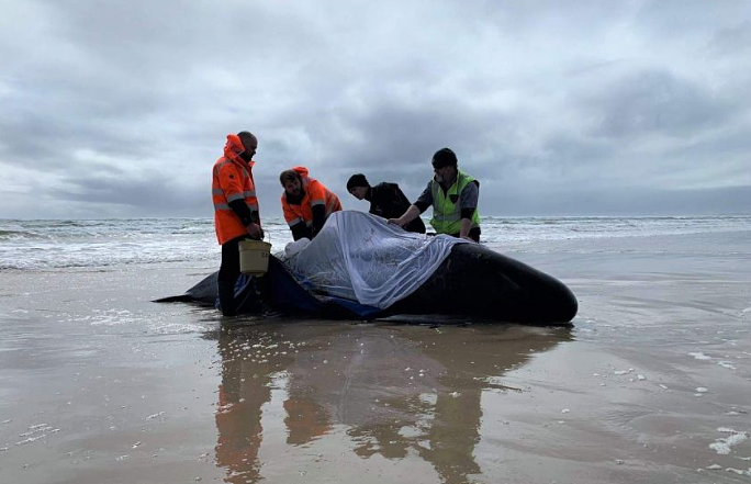 澳洲海岸惊现“末日景象”，450多只鲸鱼搁浅！超90头已死亡，专家：人类在自食恶果...（组图） - 4