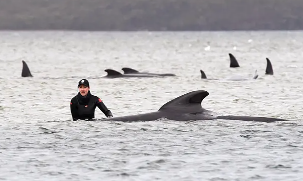 澳洲海岸惊现“末日景象”，450多只鲸鱼搁浅！超90头已死亡，专家：人类在自食恶果...（组图） - 6