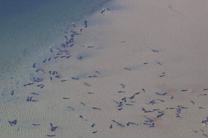 澳洲海岸惊现“末日景象”，450多只鲸鱼搁浅！超90头已死亡，专家：人类在自食恶果...（组图） - 7