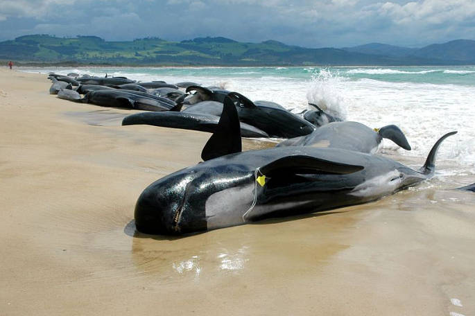 澳洲海岸惊现“末日景象”，450多只鲸鱼搁浅！超90头已死亡，专家：人类在自食恶果...（组图） - 8